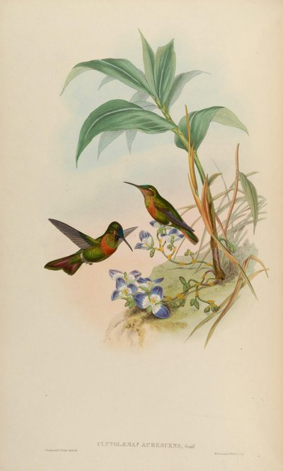 Clytolaema aurescens by John Gould
